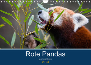 Rote Pandas – geschickte Kletterer (Wandkalender 2023 DIN A4 quer) von the Snow Leopard,  Cloudtail