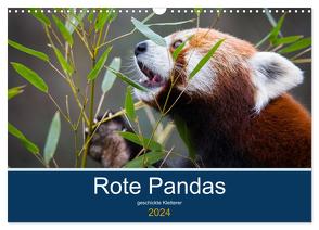Rote Pandas – geschickte Kletterer (Wandkalender 2024 DIN A3 quer), CALVENDO Monatskalender von the Snow Leopard,  Cloudtail