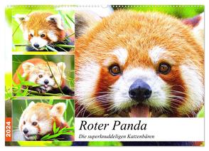 Roter Panda. Die superknuddeligen Katzenbären (Wandkalender 2024 DIN A2 quer), CALVENDO Monatskalender von Hurley,  Rose