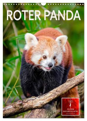 Roter Panda (Wandkalender 2024 DIN A3 hoch), CALVENDO Monatskalender von Roder,  Peter