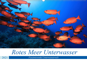 Rotes Meer Unterwasser (Wandkalender 2021 DIN A2 quer) von Hablützel,  Martin