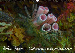 Rotes Meer – Unterwasserimpressionen (Wandkalender 2023 DIN A3 quer) von Eberschulz,  Lars