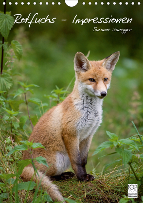 Rotfuchs – Impressionen (Wandkalender 2020 DIN A4 hoch) von Danegger,  Susanne