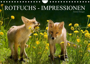 Rotfuchs – Impressionen (Wandkalender 2023 DIN A4 quer) von Danegger,  Susanne