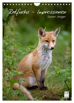 Rotfuchs – Impressionen (Wandkalender 2024 DIN A4 hoch), CALVENDO Monatskalender von Danegger,  Susanne