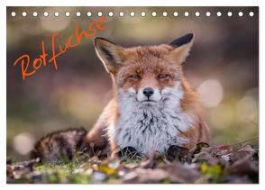 Rotfüchse (Tischkalender 2024 DIN A5 quer), CALVENDO Monatskalender von van Hauten,  Markus