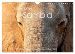 Sagenhaftes Sambia – Unterwegs an Luangwa und Sambesi (Wandkalender 2024 DIN A4 quer), CALVENDO Monatskalender von Leithold,  Markus