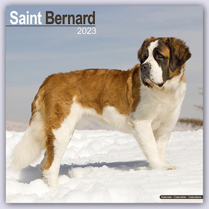 Saint Bernard – Bernhardiner 2023 – 16-Monatskalender