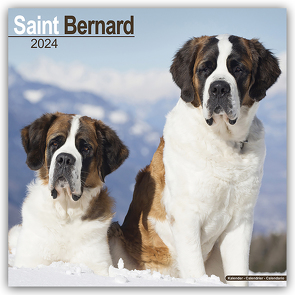 Saint Bernard – Bernhardiner 2024 – 16-Monatskalender