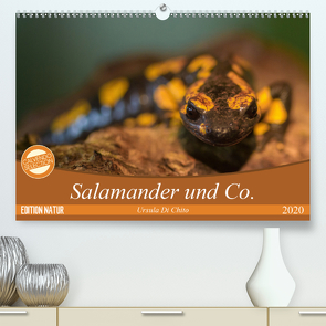 Salamander und Co. (Premium, hochwertiger DIN A2 Wandkalender 2020, Kunstdruck in Hochglanz) von Di Chito,  Ursula