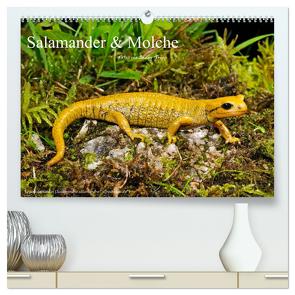 Salamander und Molche (hochwertiger Premium Wandkalender 2024 DIN A2 quer), Kunstdruck in Hochglanz von Trapp,  Benny