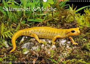 Salamander und Molche (Wandkalender 2019 DIN A3 quer) von Trapp,  Benny