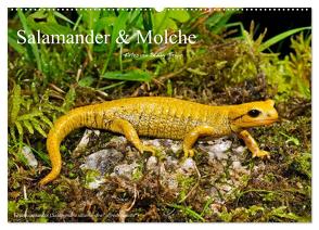 Salamander und Molche (Wandkalender 2024 DIN A2 quer), CALVENDO Monatskalender von Trapp,  Benny
