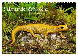 Salamander und Molche (Wandkalender 2024 DIN A3 quer), CALVENDO Monatskalender von Trapp,  Benny