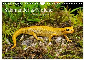 Salamander und Molche (Wandkalender 2024 DIN A4 quer), CALVENDO Monatskalender von Trapp,  Benny