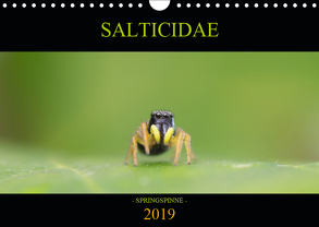 SALTICIDAE Kalender 2019 (Wandkalender 2019 DIN A4 quer) von Daniel Fotografie,  David