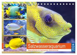 Salzwasseraquarium. Meeresfische im heimischen Wohnzimmer (Tischkalender 2024 DIN A5 quer), CALVENDO Monatskalender von Hurley,  Rose