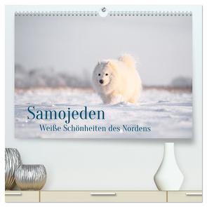 Samojeden – Liebenswerte Fellkugeln (hochwertiger Premium Wandkalender 2024 DIN A2 quer), Kunstdruck in Hochglanz von Mirsberger,  Annett