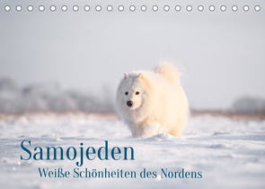 Samojeden – Liebenswerte Fellkugeln (Tischkalender 2023 DIN A5 quer) von Mirsberger,  Annett