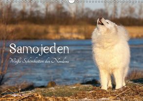 Samojeden – Liebenswerte Fellkugeln (Wandkalender 2019 DIN A3 quer) von Annett Mirsberger,  Tierpfoto