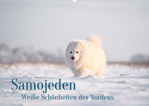 Samojeden – Liebenswerte Fellkugeln (Wandkalender 2022 DIN A2 quer) von Mirsberger,  Annett