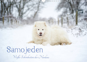 Samojeden – Liebenswerte Fellkugeln (Wandkalender 2022 DIN A3 quer) von Annett Mirsberger,  Tierpfoto