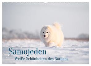 Samojeden – Liebenswerte Fellkugeln (Wandkalender 2024 DIN A2 quer), CALVENDO Monatskalender von Mirsberger,  Annett