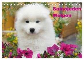 Samojeden Welpen (Tischkalender 2024 DIN A5 quer), CALVENDO Monatskalender von Verena Scholze,  Fotodesign
