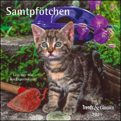 Samtpfötchen 2021 – Broschürenkalender – Wandkalender – Katzenkalender – mit herausnehmbarem Poster – Format 30 x 30 cm