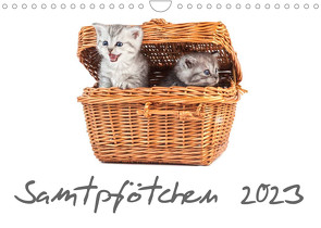 Samtpfötchen (Wandkalender 2023 DIN A4 quer) von HeschFoto