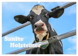 Sanfte Holsteiner (Wandkalender 2024 DIN A2 quer), CALVENDO Monatskalender von JF Führer,  Jana