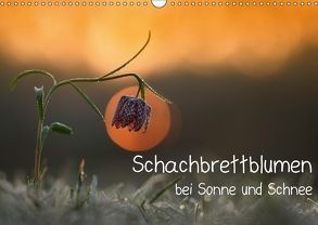 Schachbrettblumen bei Sonne und Schnee (Wandkalender 2018 DIN A3 quer) von Marklein,  Gabi