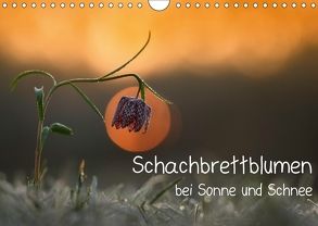 Schachbrettblumen bei Sonne und Schnee (Wandkalender 2018 DIN A4 quer) von Marklein,  Gabi