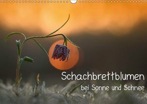Schachbrettblumen bei Sonne und Schnee (Wandkalender 2019 DIN A3 quer) von Marklein,  Gabi