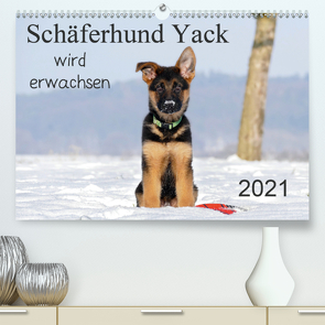 Schäferhund Yack wird erwachsen (Premium, hochwertiger DIN A2 Wandkalender 2021, Kunstdruck in Hochglanz) von Schiller,  Petra
