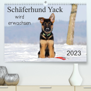 Schäferhund Yack wird erwachsen (Premium, hochwertiger DIN A2 Wandkalender 2023, Kunstdruck in Hochglanz) von Schiller,  Petra