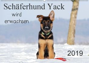 Schäferhund Yack wird erwachsen (Wandkalender 2019 DIN A2 quer) von Schiller,  Petra