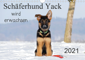Schäferhund Yack wird erwachsen (Wandkalender 2021 DIN A4 quer) von Schiller,  Petra