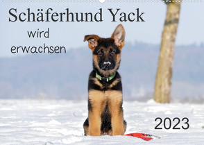 Schäferhund Yack wird erwachsen (Wandkalender 2023 DIN A2 quer) von Schiller,  Petra
