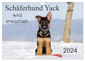 Schäferhund Yack wird erwachsen (Wandkalender 2024 DIN A4 quer), CALVENDO Monatskalender von Schiller,  Petra