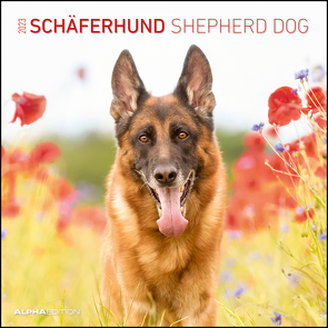 Schäferhunde 2023 – Broschürenkalender 30×30 cm (30×60 geöffnet) – Kalender mit Platz für Notizen – Hunde – Bildkalender – Wandplaner – Hundekalender