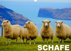 Schafe / Geburtstagskalender (Wandkalender 2023 DIN A3 quer) von Stanzer,  Elisabeth
