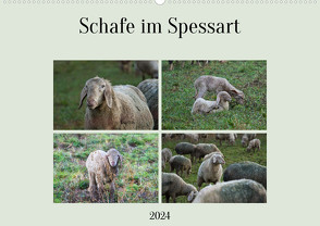 Schafe im Spessart (Wandkalender 2024 DIN A2 quer) von Meisenzahl,  Jessica