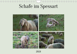 Schafe im Spessart (Wandkalender 2024 DIN A4 quer), CALVENDO Monatskalender von Meisenzahl,  Jessica