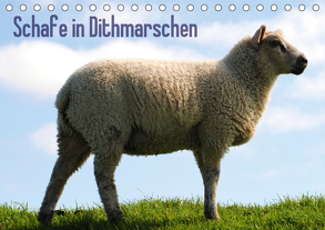 Schafe in Dithmarschen (Tischkalender 2020 DIN A5 quer) von Tito,  Richard