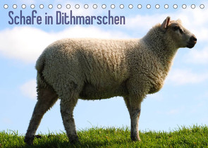 Schafe in Dithmarschen (Tischkalender 2023 DIN A5 quer) von Tito,  Richard