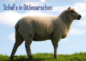 Schafe in Dithmarschen (Wandkalender 2020 DIN A4 quer) von Tito,  Richard