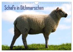Schafe in Dithmarschen (Wandkalender 2024 DIN A4 quer), CALVENDO Monatskalender von Tito,  Richard