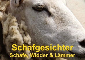 Schafgesichter • Schafe, Widder & Lämmer (Posterbuch DIN A4 quer) von Stanzer,  Elisabeth