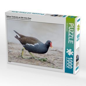 Scheue Teichralle am Ufer eines Sees 1000 Teile Puzzle quer von CALVENDO